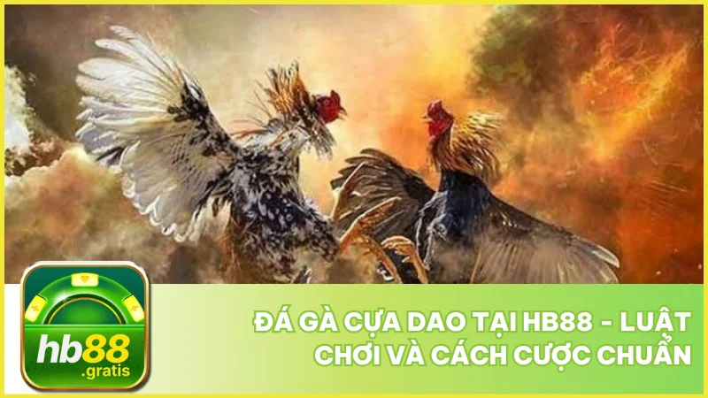 Đá gà cựa dao tại hb88 - Luật chơi và cách cược chuẩn